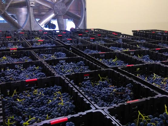 Selecting the grapes for drying