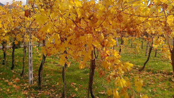 In Autunno...