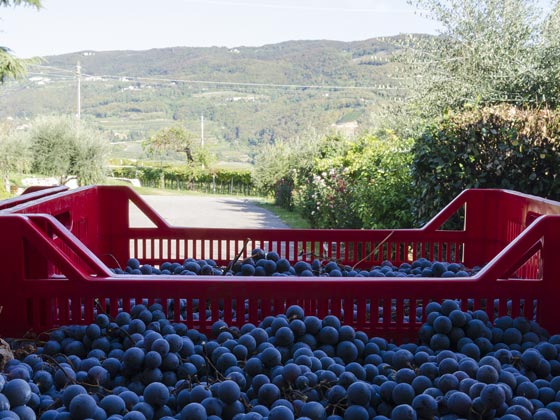 Rooms for drying grapes